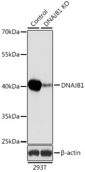 DNAJB1 Antibody, KO Validated