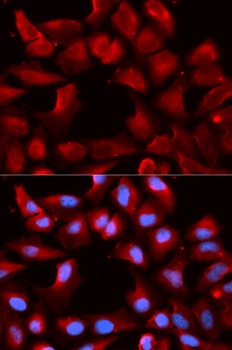 DNAJB1 Antibody, KO Validated