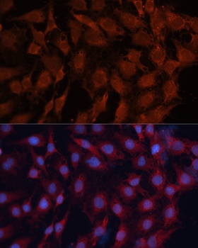 DNAJB1 Antibody