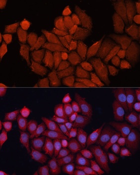 DNAJB1 Antibody, KO Validated