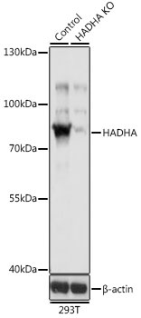 HADHA Antibody, KO Validated