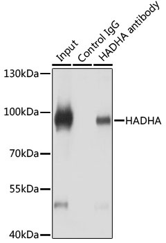 HADHA Antibody, KO Validated