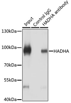 HADHA Antibody