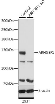 ARHGEF1 Antibody, KO Validated
