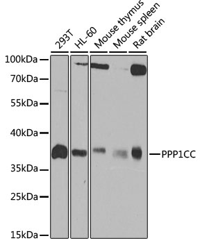 PPP1CC Antibody