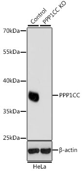 PPP1CC Antibody, KO Validated