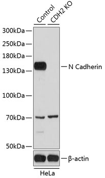 N Cadherin Antibody, KO Validated