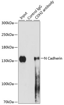 N Cadherin Antibody, KO Validated