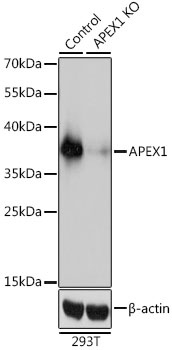 APEX1 Antibody, KO Validated