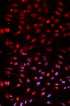 APEX1 Antibody, KO Validated