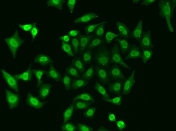 APEX1 Antibody, KO Validated