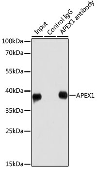 APEX1 Antibody