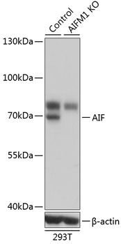 AIF Antibody, KO Validated