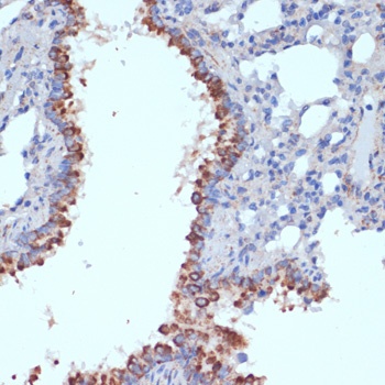 AIF Antibody, KO Validated