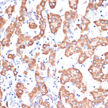 AIF Antibody, KO Validated