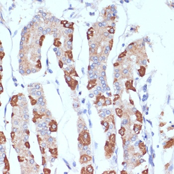 AIF Antibody, KO Validated