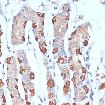 AIFM1 Antibody