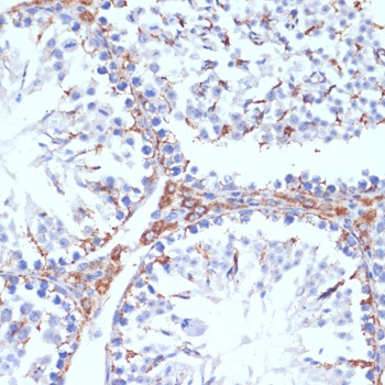 AIF Antibody, KO Validated