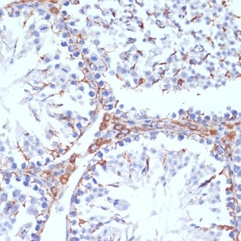 AIFM1 Antibody