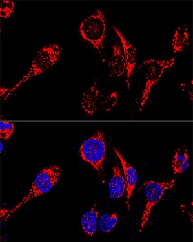 AIF Antibody, KO Validated