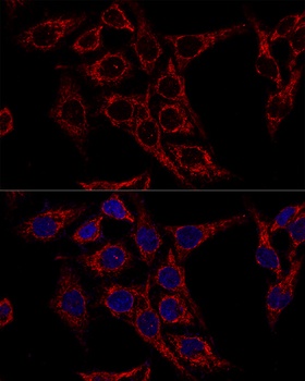 AIF Antibody, KO Validated