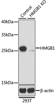 HMGB1 Antibody, KO Validated