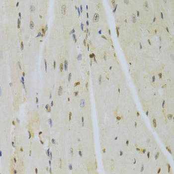 HMGB1 Antibody, KO Validated