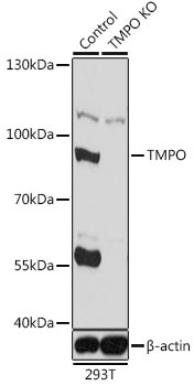 TMPO Antibody, KO Validated