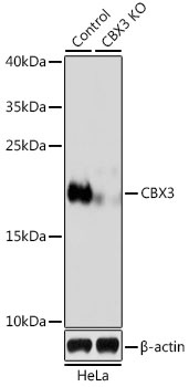CBX3 Antibody, KO Validated