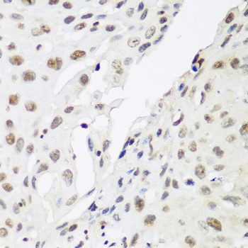 CBX3 Antibody, KO Validated