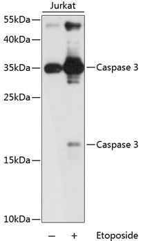 CASP3 Antibody