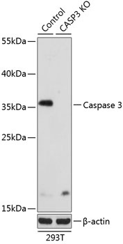 CASP3 Antibody