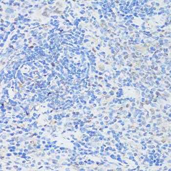 CASP3 Antibody