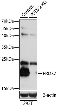 PRDX2 Antibody, KO Validated