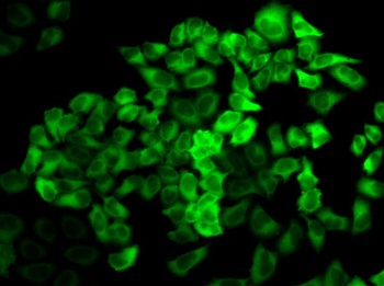 PRDX2 Antibody, KO Validated