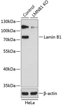Lamin B1 Antibody, KO Validated