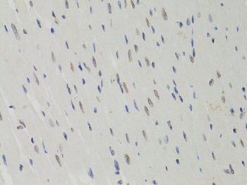 Lamin B1 Antibody, KO Validated