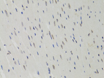 LMNB1 Antibody