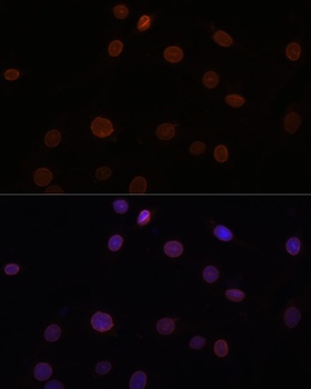 Lamin B1 Antibody, KO Validated