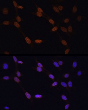 Lamin B1 Antibody, KO Validated