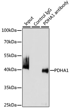 Lamin B1 Antibody, KO Validated