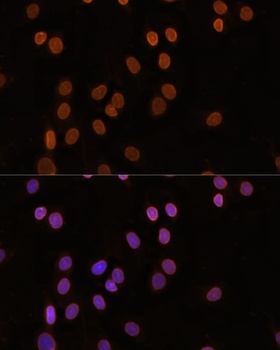 Lamin B1 Antibody, KO Validated