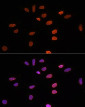 Lamin B1 Antibody, KO Validated