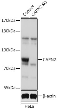 CAPN2 Antibody