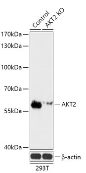 AKT2 Antibody [8G3B6], KO Validated