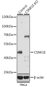 CSNK1E Antibody, KO Validated