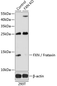 FXN Antibody