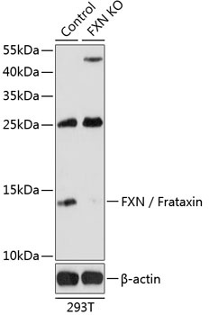 FXN / Frataxin Antibody, KO Validated