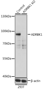ADRBK1 Antibody, KO Validated