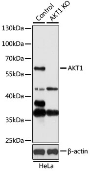 AKT1 Antibody, KO Validated